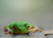 AYX官方直播-厄德高魔法之夜，卡塔尔斩落摩纳哥，年度焦点战见证新王接管