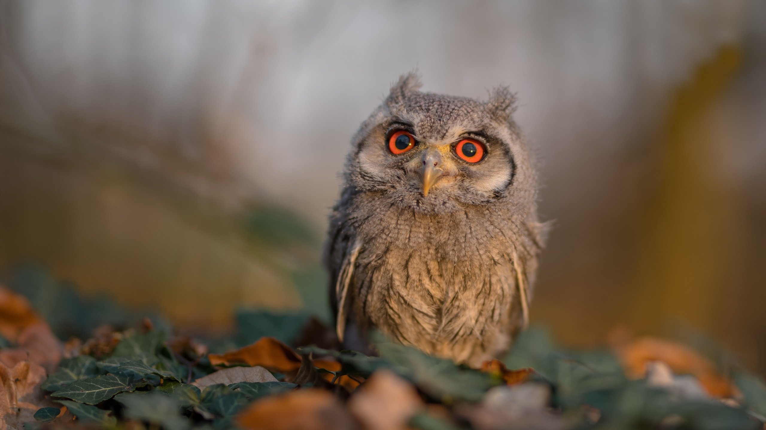 阿尔瓦雷斯掌控全局，芬兰对阵勒沃库森，一场由中场大师主导的比赛走势